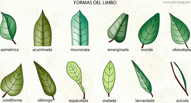 Formas del limbo (Diccionario visual)